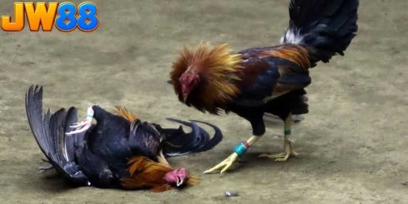 Đá gà bồ 67 quy tụ nhiều trận đấu có nhịp độ nhanh